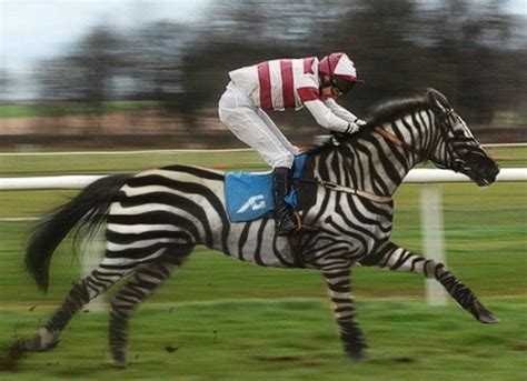 Two-Year Old Zebra Hybrid to Compete in Kentucky Derby - The Zebra-Good ...