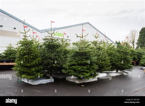 Uk garden centre christmas trees for sale hi-res stock photography and ...