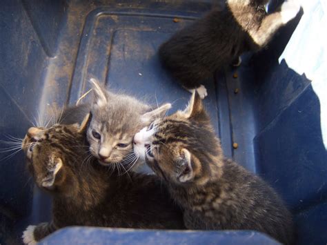 Omache Farm: Barn Kittens!