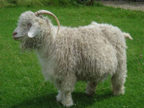 In 1998, the Colored Angora Goat Breeders Association was set up to ...