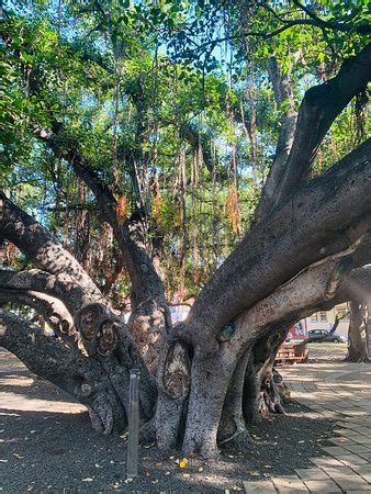 Lahaina Banyan Court Park - All You Need to Know BEFORE You Go ...