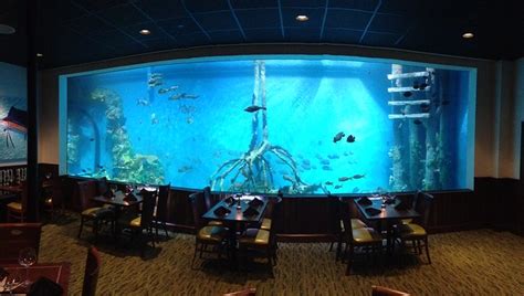 Guy Harvey Rumfish Aquarium Filtration System Project | IAS Inc.