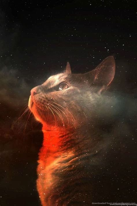 Download Amazing Space Cat Wallpapers For iPhone 4 Desktop Background