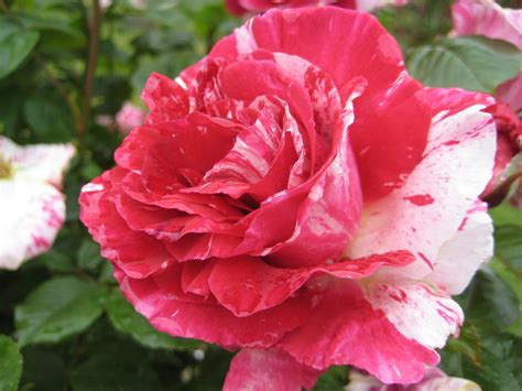 File:Rose Flowers.JPG - Wikimedia Commons