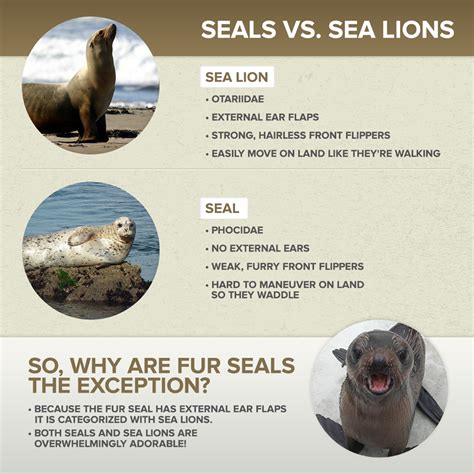 sea lion vs human Penguin sea lion newshub