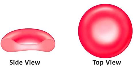 Which of the following cells can change its shape?