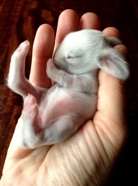 Cute Baby Bunnies Sleeping | Wallpapers Gallery