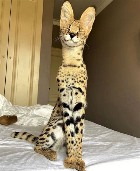 African Serval Cat Price