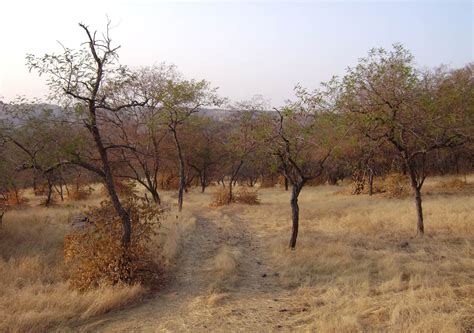 Ranthambore Forest in Rajasthan Free Photo Download | FreeImages