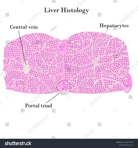 Liver Histology Liver Structure Showing Portal: ภาพประกอบสต็อก ...