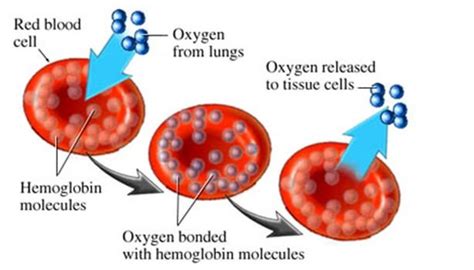 Red Blood Cell Diagram - ClipArt Best