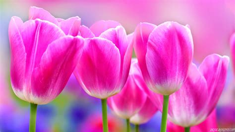 10 Wallpaper Bunga Tulip Pink Cantik | Deloiz Wallpaper