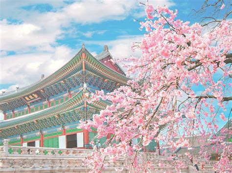 Cherry Blossoms blooming Season in Korea 2022 and other Spring Flowers ...