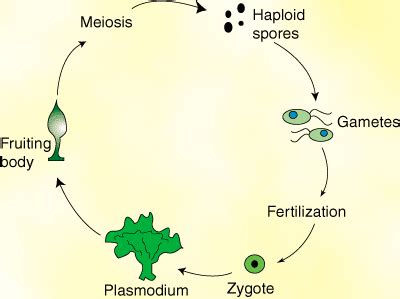 Protists on emaze