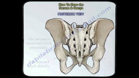 Sacrum & Coccyx anatomy - Everything You Need To Know - Dr. Nabil ...