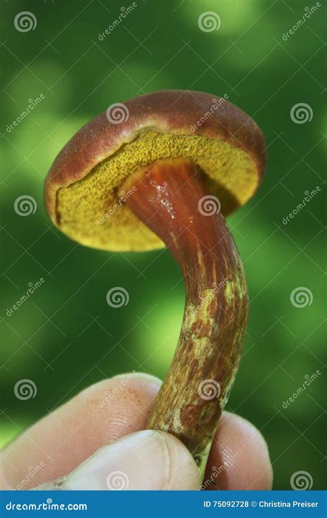 Red & Yellow Bolete Mushroom Stock Photo - Image of holding, capped ...