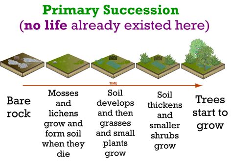 Primary Succession Environmental Science