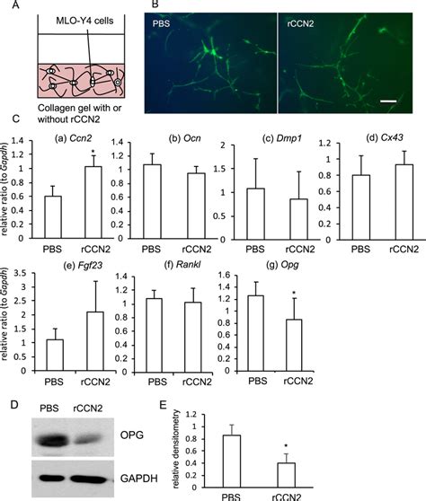 Gene expression of osteocyte markers and OPG production in MLO-Y4 cells ...