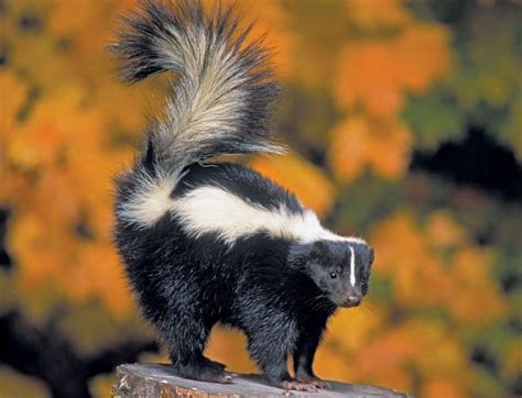 Skunk Medicine | Skunk facts, Striped skunk, Animals wild