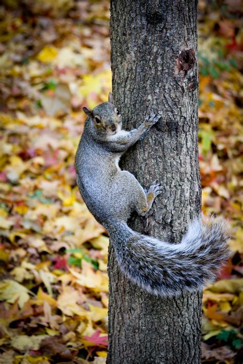 Squirrel climbing tree. | Squirrel climbing tree - Riverside… | Flickr