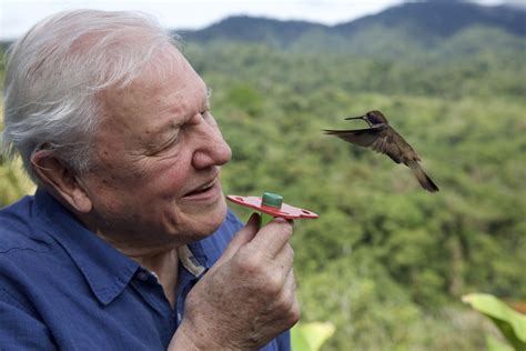 Attenborough's Life in Colour, BBC1, review: an exotic, amusing ...