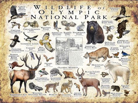 Wildlife of Olympic National Park Poster print