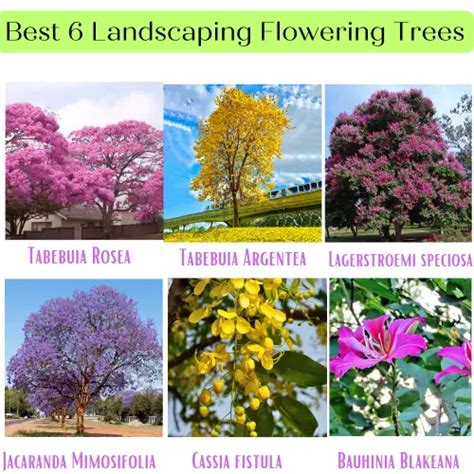 Buy Best 6 Landscaping Flowering Trees, Combo Pack