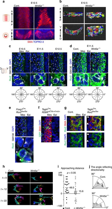 Wnt5a-Ror2 signaling regulates SM morphogenesis by synchronizing the ...