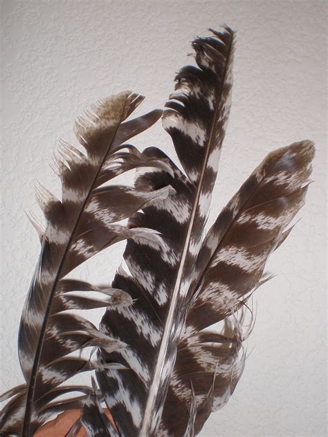 Hawk Feathers | hawk feathers from Cloudcroft, NM | LasCrucesKathie ...