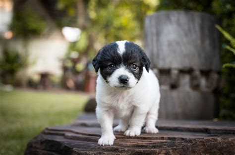 French Bulldog Poodle Mix – Allfrbulldogs.com