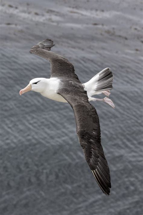 4 Extreme Adaptations that Make Seabirds the Masters of Sea and Sky ...