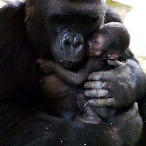 Seattle's New Baby Gorilla: Must-See Photos Of Precious Bond | Seattle ...