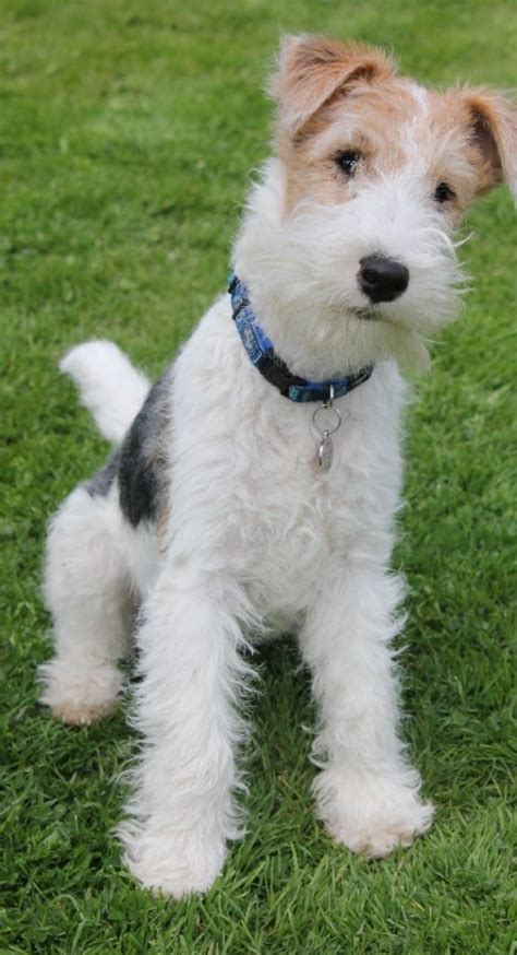 Wire Haired Fox Terrier Puppies Cape Town - Puppy And Pets