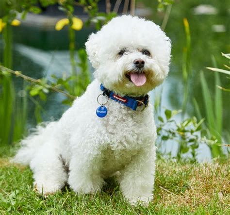 Bichon Frise: Temperament, Lifespan, Grooming, Training | Petplan