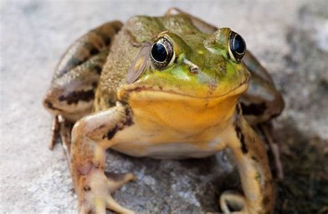 Bullfrog - Description, Habitat, Image, Diet, and Interesting Facts