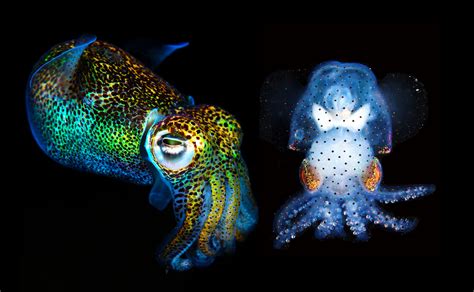 Scientists have created a transparent squid, allowing them to see ...