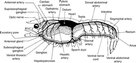 5 Generalized internal anatomy of crayfish. | Download Scientific Diagram