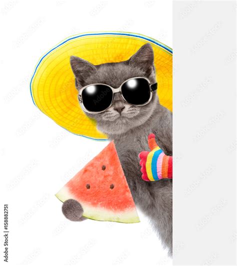 Funny summer cat with sunglasses and hat peeking above white banner and ...