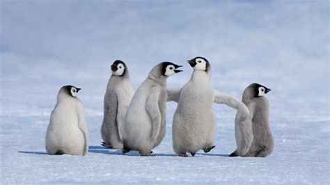 Antarctic Penguin Chicks – Bing Wallpaper Download