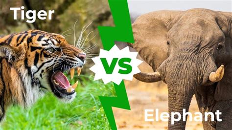 Tiger vs Elephant: Who Would Win in a Fight? - IMP WORLD