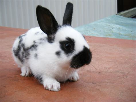 English Spot Rabbit | [#] Lunawsome