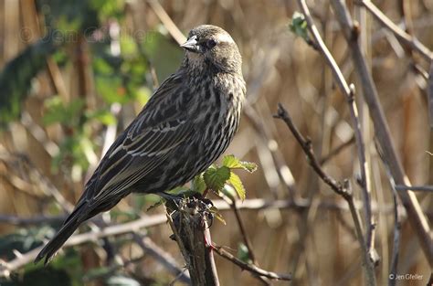 Red-winged Blackbird - female | Jen Gfeller Nature Photography