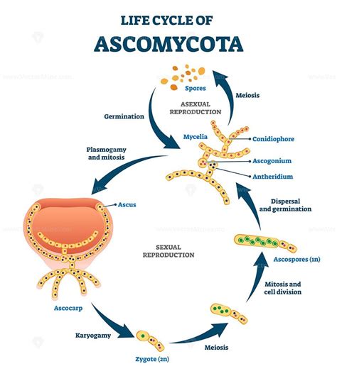 Glomeromycota Life Cycle