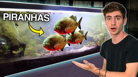 FEEDING HUNGRY PIRANHA FISH... 😳 - YouTube