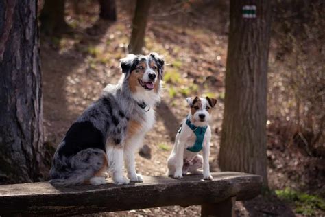 Important Facts On Jack Russell Australian Shepherd Mix