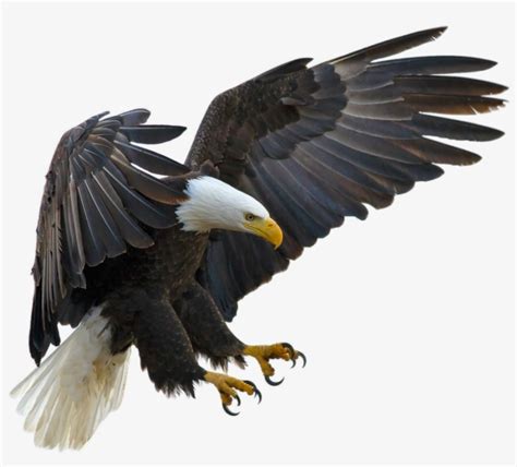 American Eagle On A Transparent Background - Bald Eagle Flying Throw ...