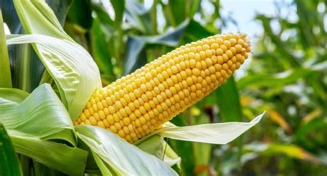 Nigeria Approves Release of Transgenic Maize Varieties for Sustainable ...