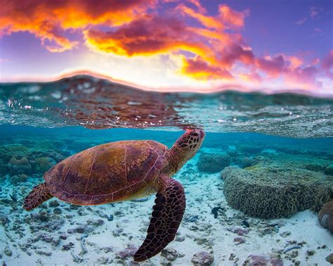 HD wallpaper: sea, water, clouds, the ocean, turtle, reef, split ...