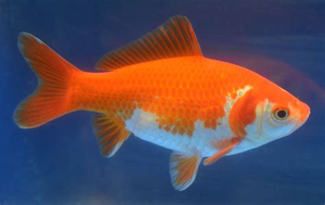 Free photo: Gold Fish - Animal, Fish, Gold - Free Download - Jooinn