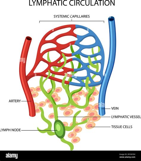 Lymphatic Circulation System Diagram illustration Stock Vector Image ...